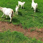 Daleko Od Szosy - I Farmház Brody (Kielce)